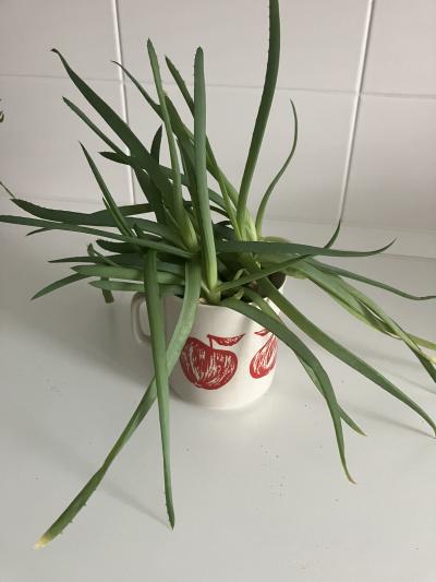 Aloe c. 1