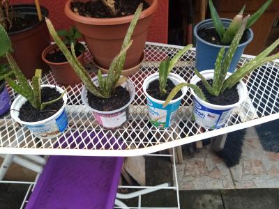 aloe malé ale zakořeněné