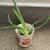 Aloe c.1