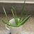 Aloe c. 2