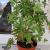 Geranium anginka