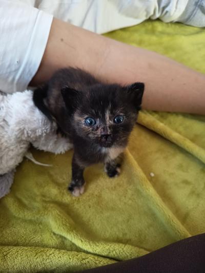 Dobrý den, sháním škrabadlo pro nalezené kočičky.