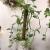 Epipremnum