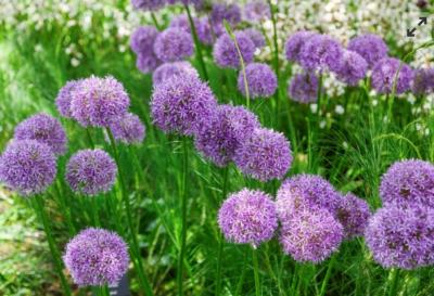 Okrasný česnek fialový