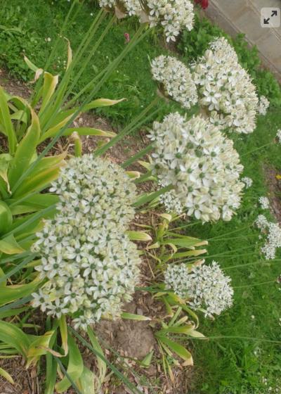 Okrasný česnek bily