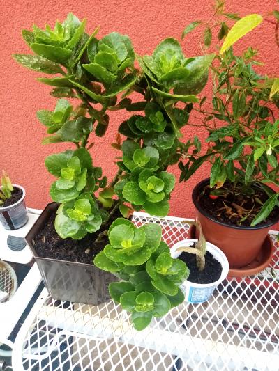 kolopejka, kalanchoe