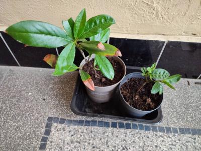 Semenáčky bobkovišně lékařské