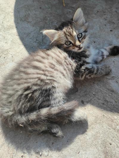 6 koťat, kluci a holky