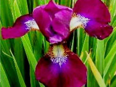 Odkopek kosatce pro pí Šárku