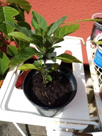 kytka červ kuličky