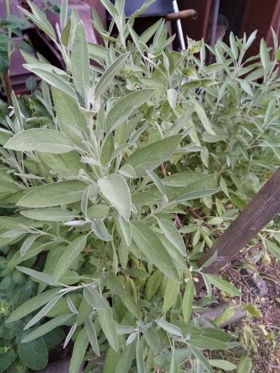 nabízím čerstvou šalvěj na sušení