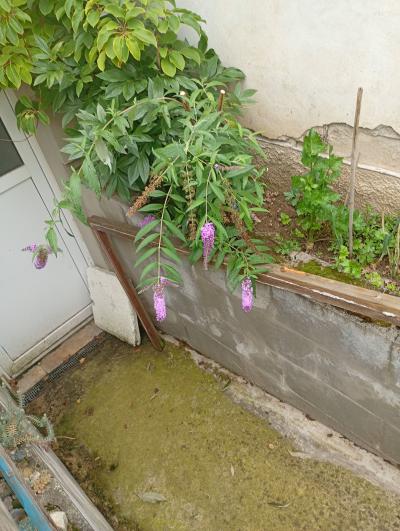 Motýlí keř na přesazení