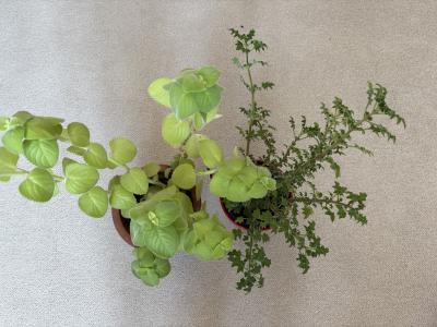 Rýmovník, migrénovník