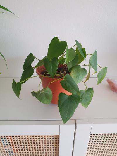 Daruji za odvoz pokojovou rostlinu