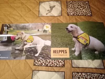 2 plakátky retrivrů