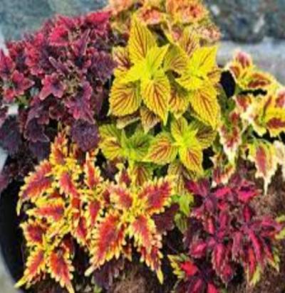 Zakořeněné řízky Afrických kopřiv