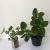 Květina Kalanchoe