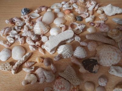 Mušličky/lasturky z moře