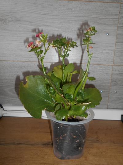 Kalanchoe červená I.