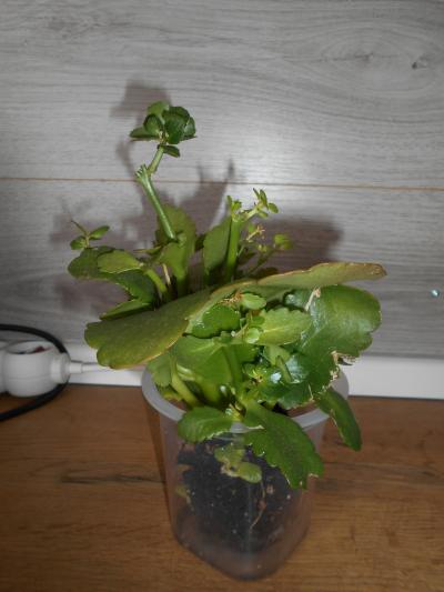 Kalanchoe červená III