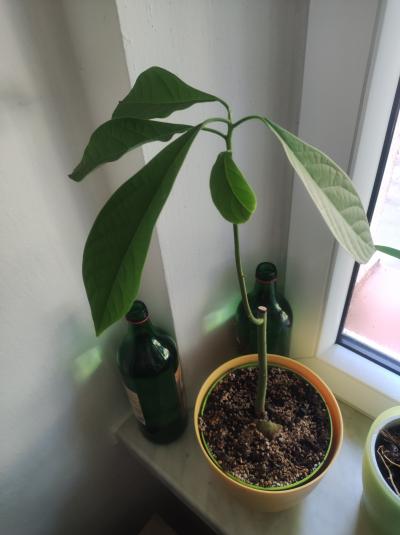 Daruji avokádo včetně květníku