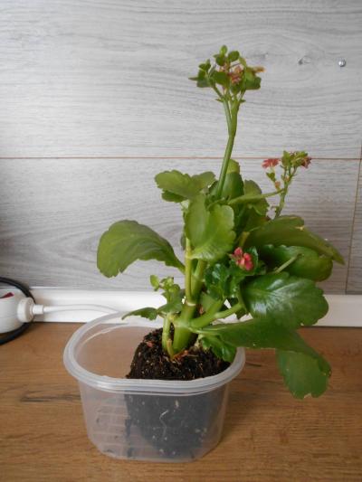 Kalanchoe červená II.