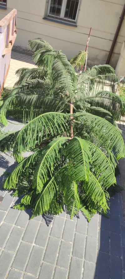 Blahočet / Araukaria (5,5m)