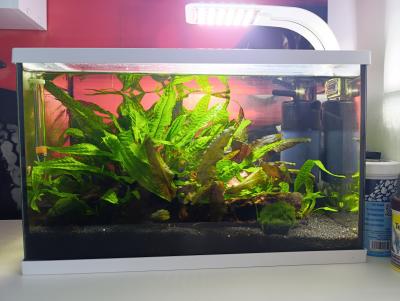 Darujeme akvárium za odvoz