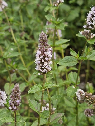 Máta peprná - zakořeněné řízky