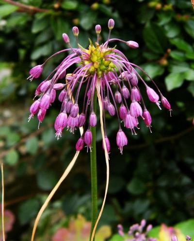 Česnek kýlnatý - pacibulky