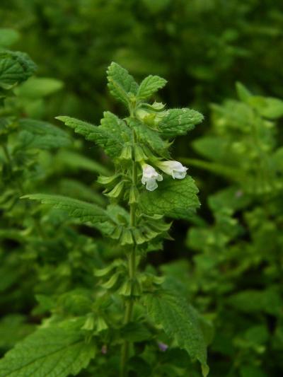 Meduňka lékařská - sazenice