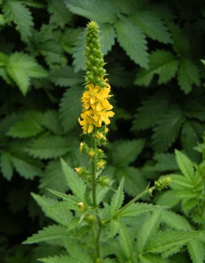 Řepík vonný - sazenice