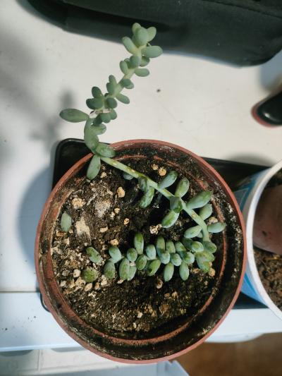 Sedum Burrito Ø 8 cm Rozchodník