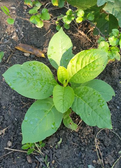 Ořešák semenáček