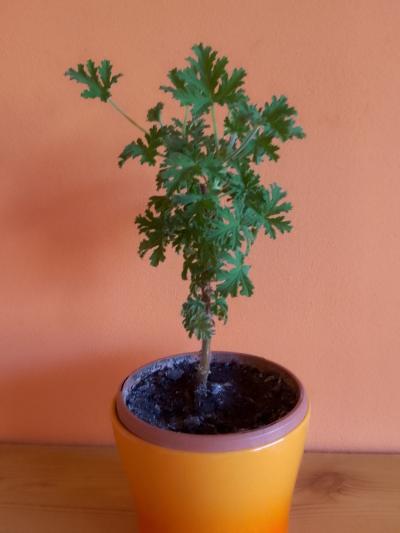 CITRONOVÝ MUŠKÁT ll.