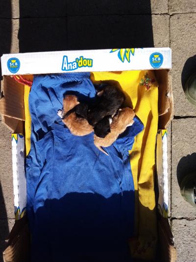 koťata až koncem září