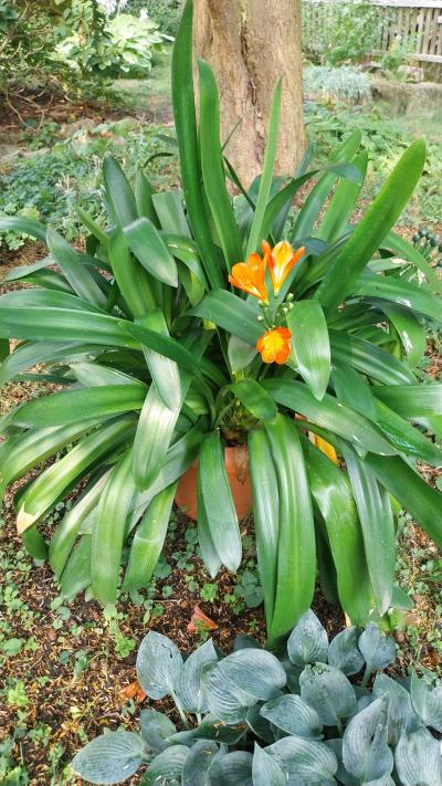 Velká klívie každoročně kvetoucí