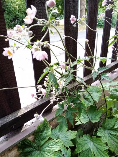 čínská sasanka na přesazení