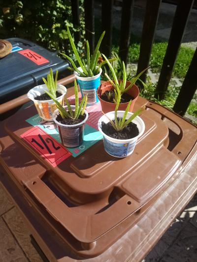 alloe 1 zasazené a uchycené