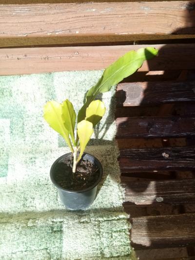 klasický katus červený