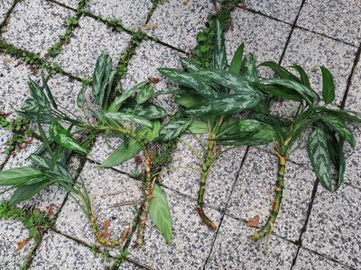 pokojové rostliny, dva druhy