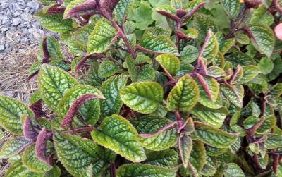 Plectranthus