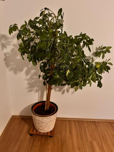 Daruji za odvoz pokojovou rostlinu šefleru