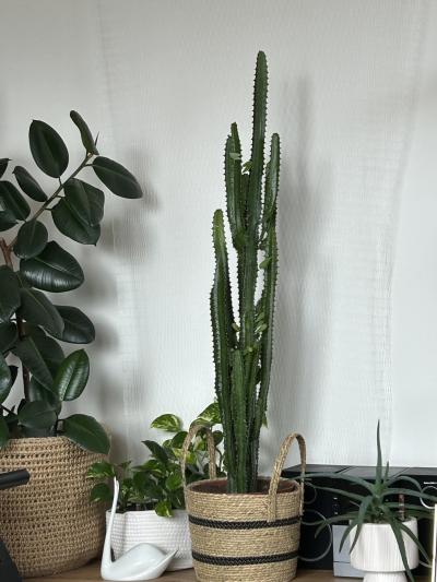 Euphorbia triangularis - pryšec trojboký 105 cm