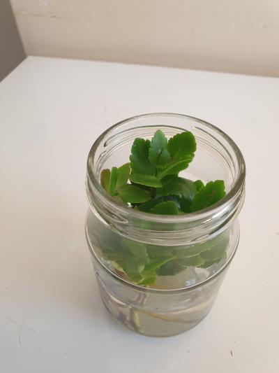 Kalanchoe růžová 2