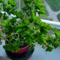 Anglickou pelargonii