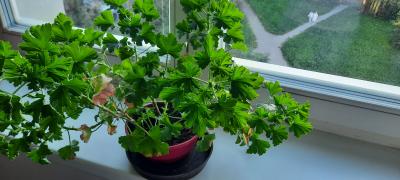 Anglickou pelargonii