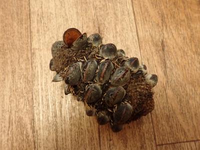 Šiška stromu banksie