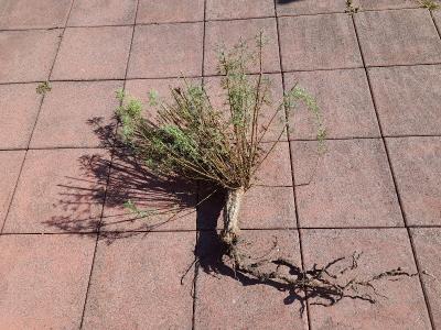 Pelynek - ze zeme 21.10.