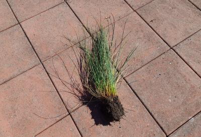 Kostřava (asi) - ze země 21. 9.